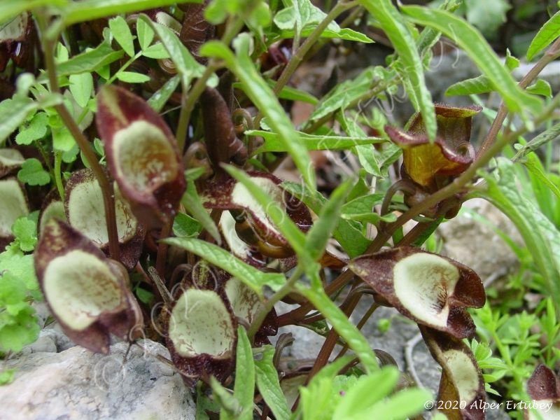 Aristolochia lycica lohusa otu 