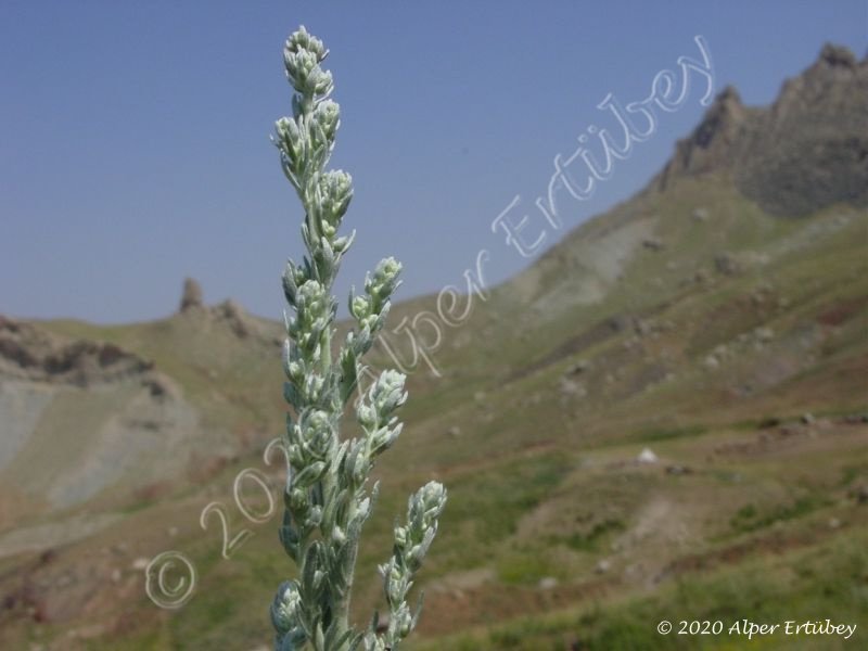 Artemisia sp.