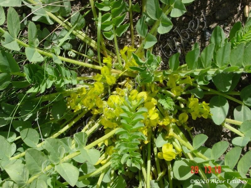 Astragalus sp.