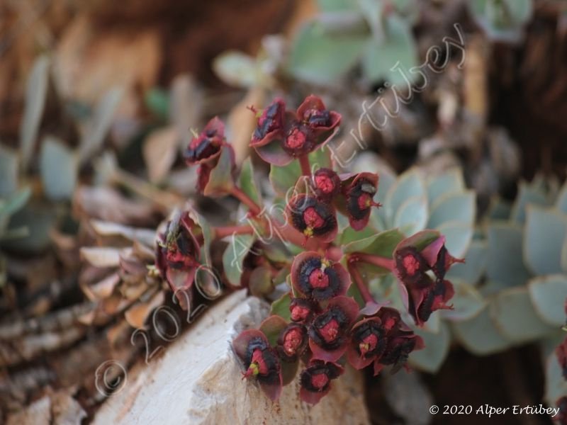 Euphorbia denticulata