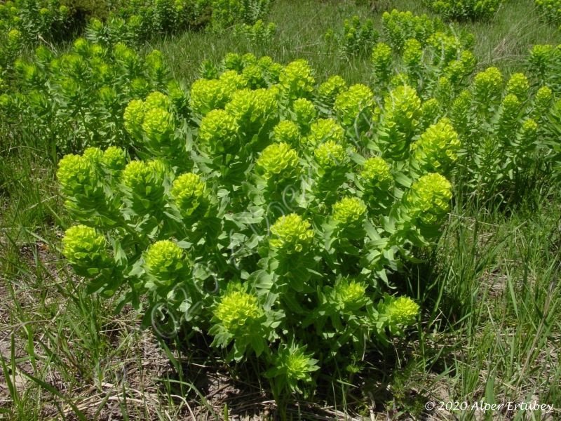 Euphorbia macrocarpum 