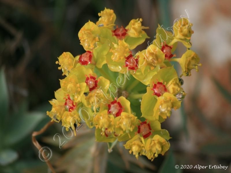 Euphorbia sp. 