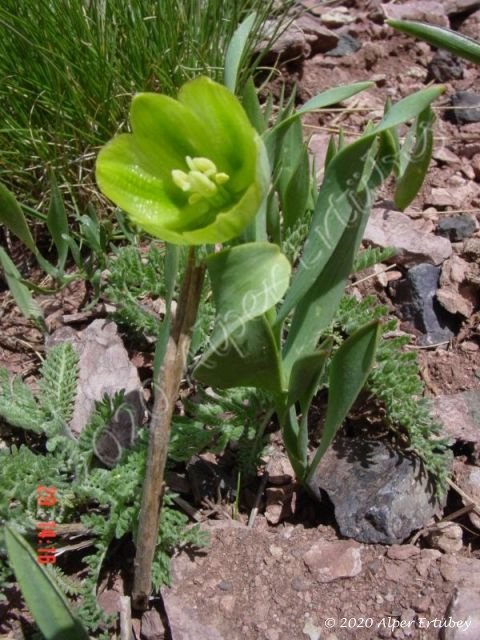Fritillaria crassifolia ssp kurdica 