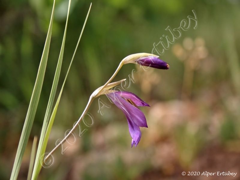 Gladiolus atroviolaceus