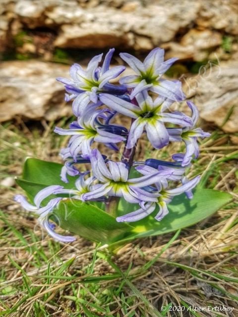 Hyacinthus orientalis ssp chionophyllus 