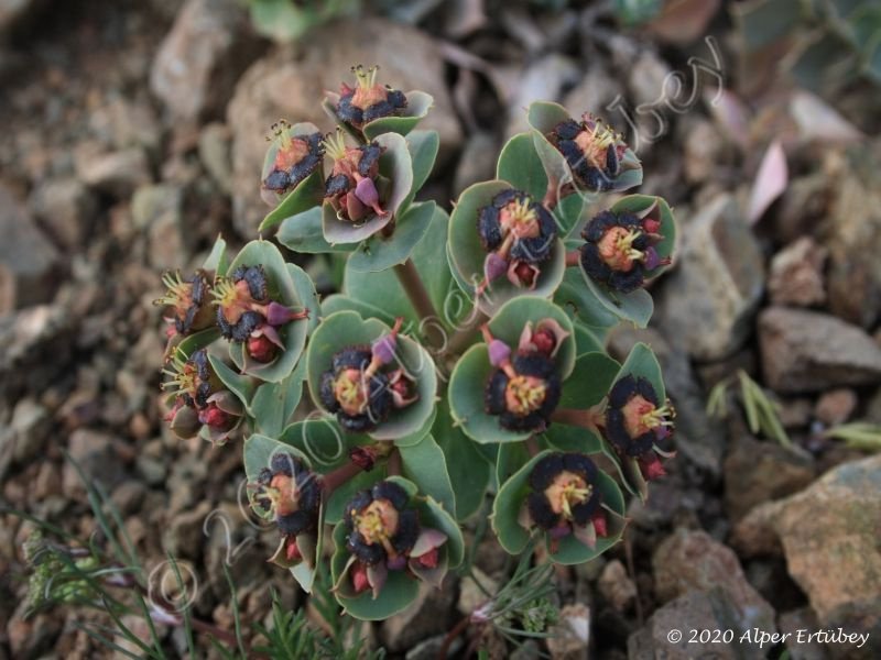 Euphorbia sp. 