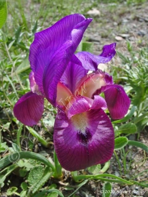 Iris barnumae ssp barnumae 