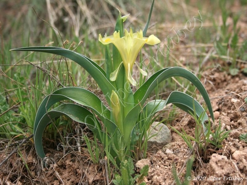 Iris caucasica 