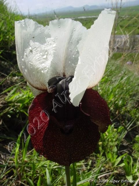 Iris iberica ssp elegantissima 