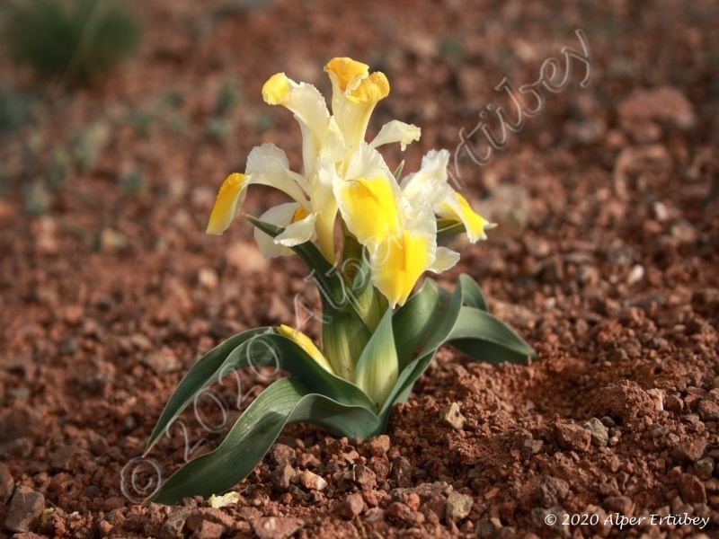 Iris peshmenii 