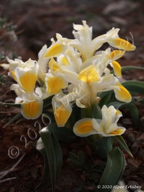 Iris peshmenii 