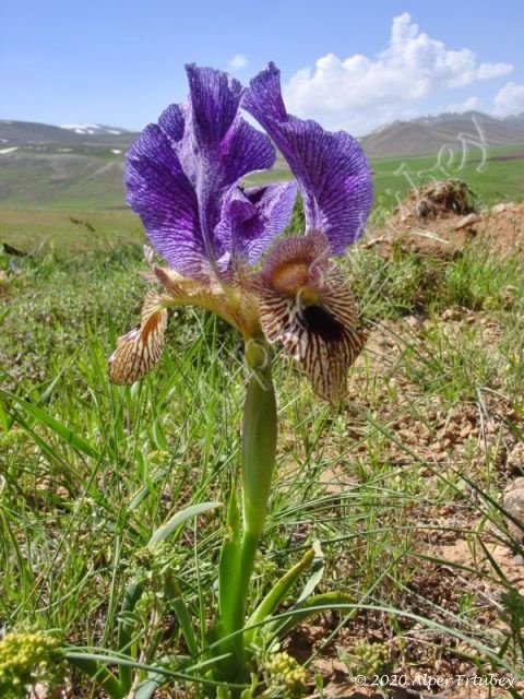 Iris sari 