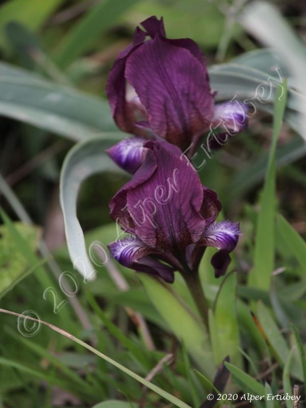 Iris sp. 