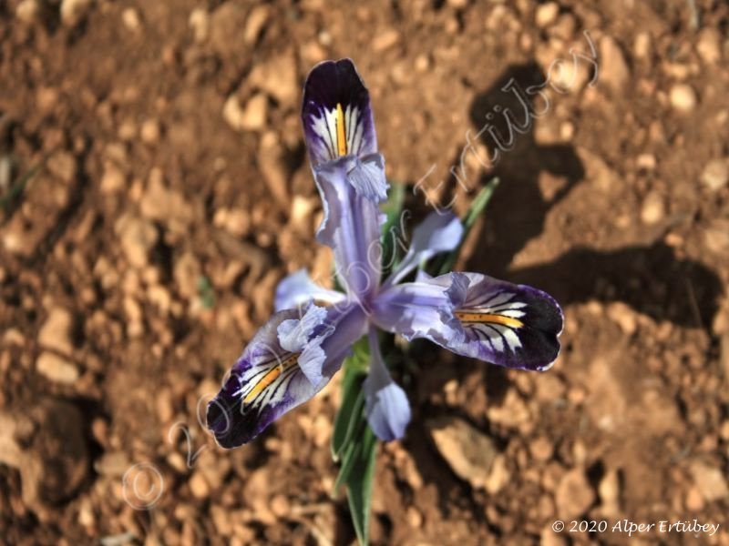 Iris stenophylla