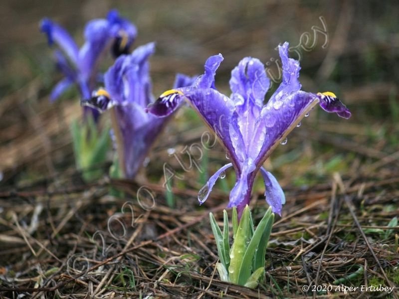 Iris stenophylla ssp stenophylla