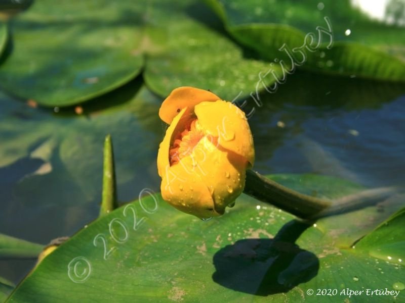Nuphar Luteum
