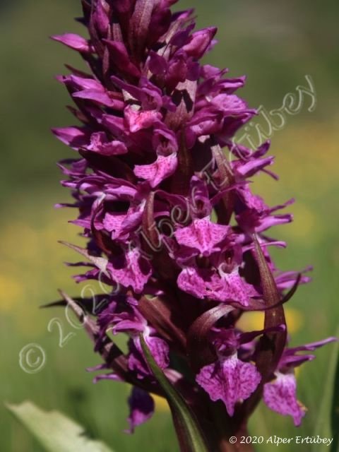 Orchidaceae sp.