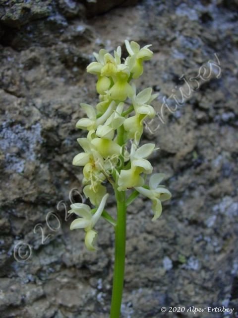 Orchidaceae sp.