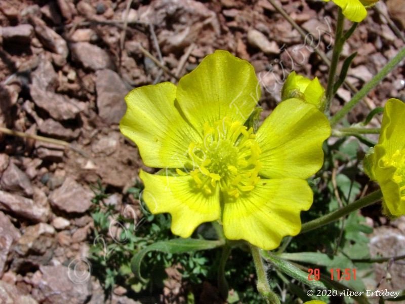 Ranunculus sp.