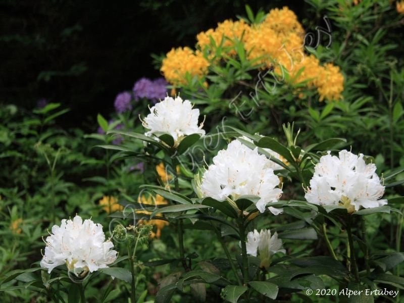 Rhododendron blanca