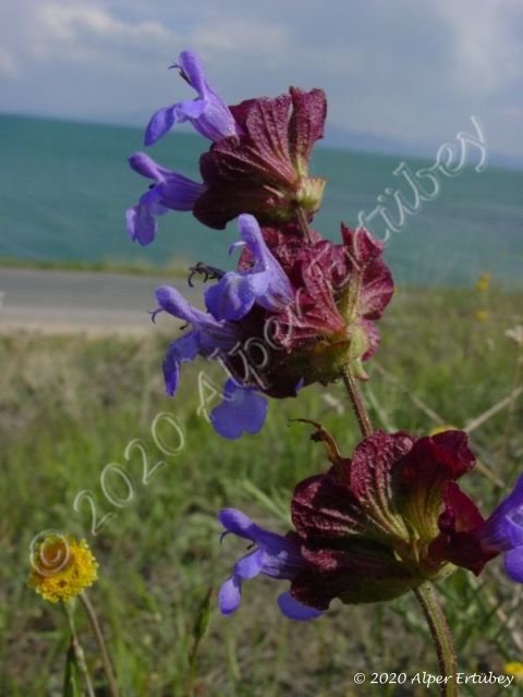 Salvia multicaulis 