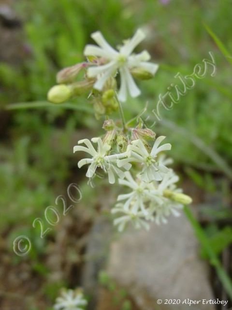 Silene spergifolia 