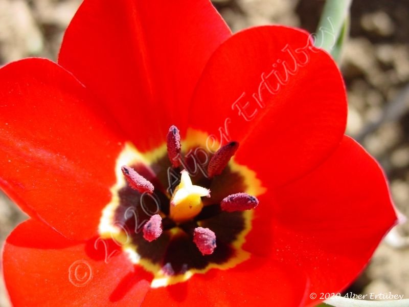 Tulipa armena ssp. armena