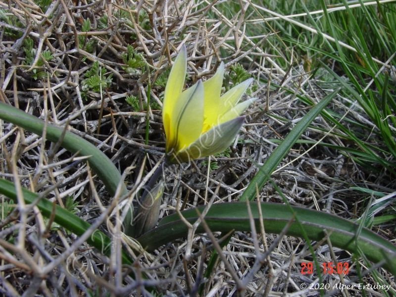 Tulipa biflora 