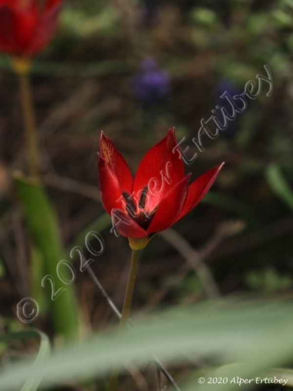 Tulipa orphanidea 