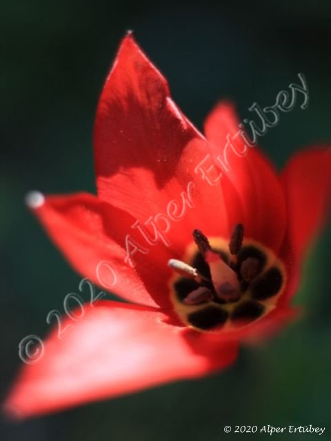 Tulipa sp.